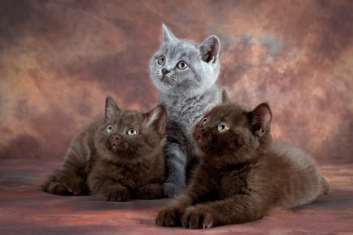 Three curious kittens