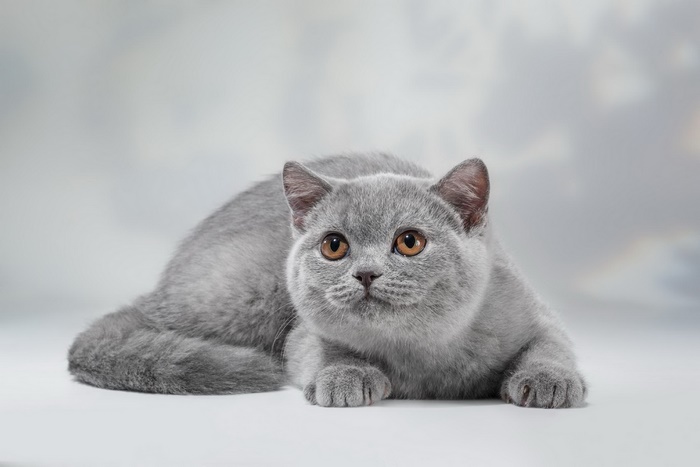Cute British Shorthair cat with amber eyes
