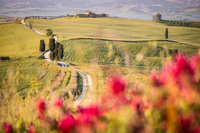 Tuscany Landscape with Winding Road and Cypress Trees