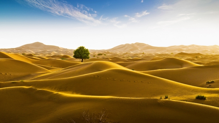 Golden Rub al Khali Desert Dunes with a Lone Tree