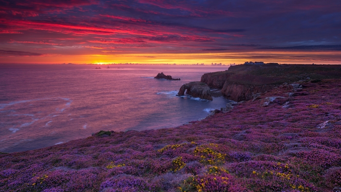Purple Heather Sunset at Lands End, Cornwall