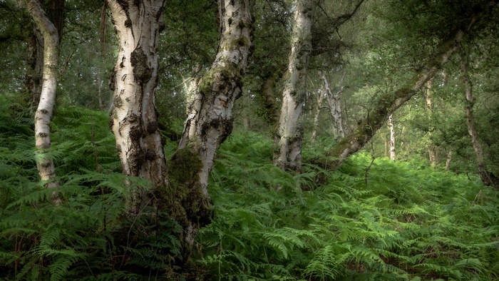 Lush Fern Forest with Birch Trees