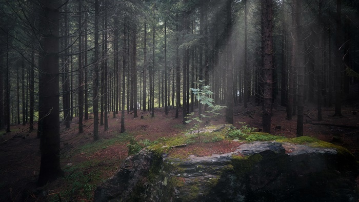 Sunlight through dark forest with a sapling
