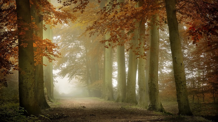 Sunlit Foggy Autumn Forest Path