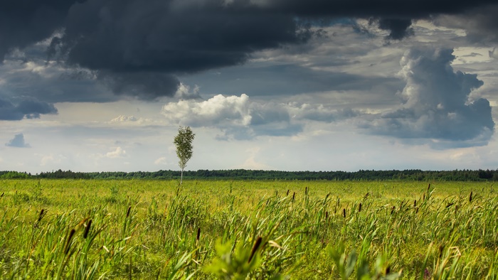 Lone birch tree in a green field under a dramatic sky