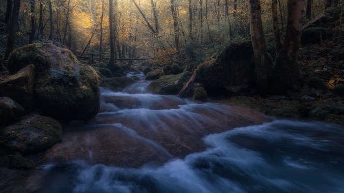 Golden Light on Forest Stream