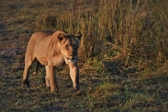 Lioness Walking in Golden Light