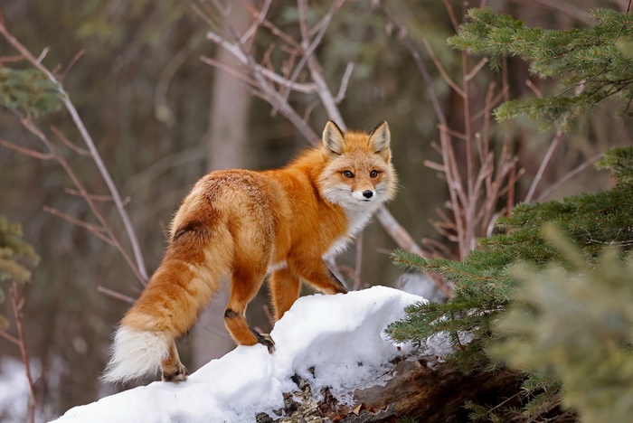 Red Fox in a Snowy Forest