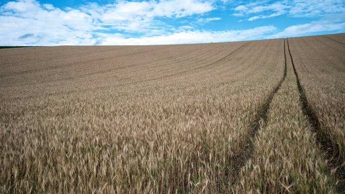 Golden wheat field on a farm with tracks