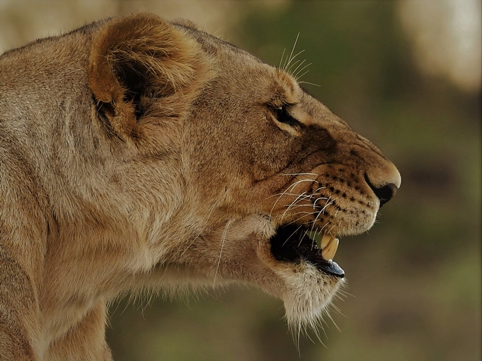 Lioness profile with open mouth, Maasai Mara, Kenya