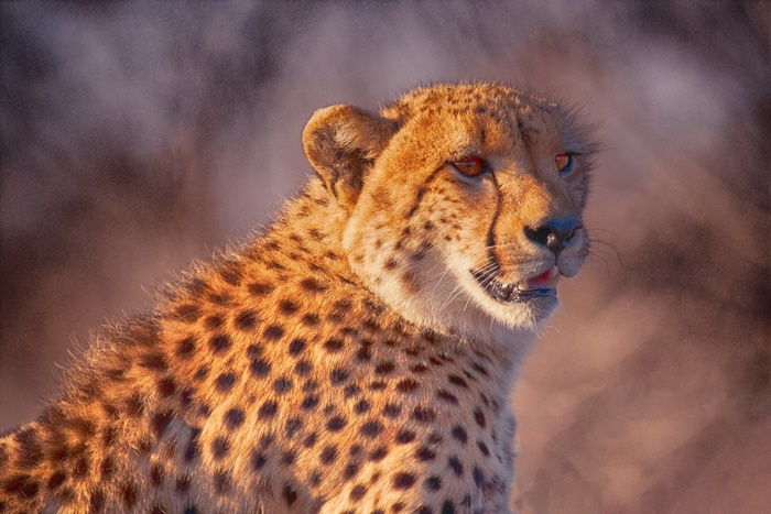 Striking Cheetah Portrait in Warm Light