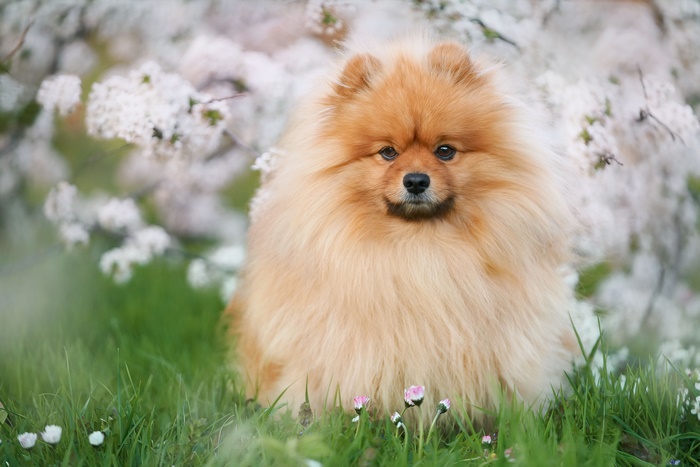 Adorable Pomeranian dog among white spring blossoms