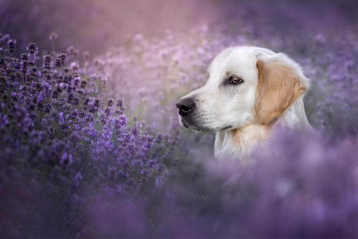 Golden Retriever in a Lavender Field