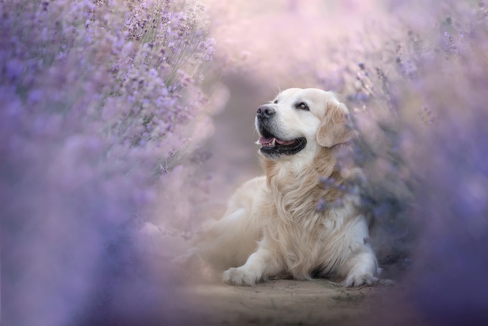 Golden Retriever in a Lavender Field