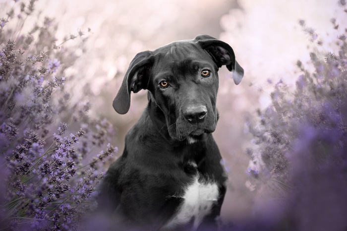 Black Cane Corso with amber eyes in lavender