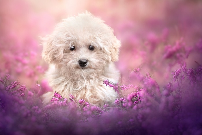 Adorable puppy among pink and purple heather