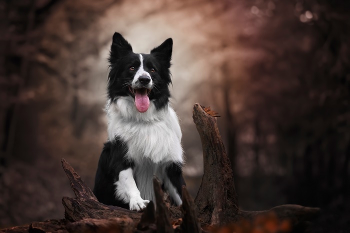 Border Collie Portrait in Natural Setting 4K