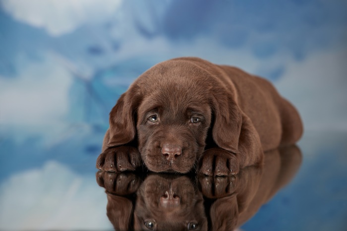 Sad Chocolate Labrador Retriever Puppy Reflection