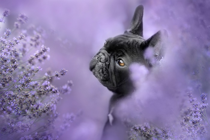Black French Bulldog in Lavender Field
