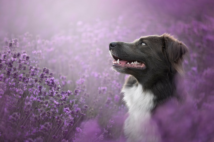Happy Border Collie Among Purple Lavender