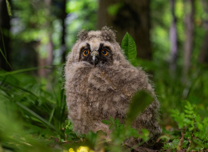 Adorable Fluffy Baby Owlet in the Forest