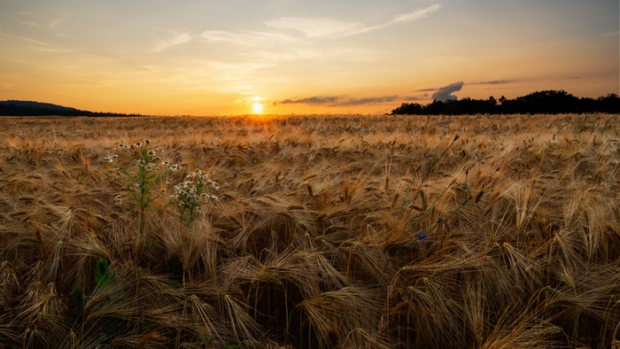 Golden Wheat Field at Summer Sunset