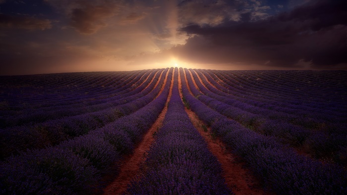Dramatic Sunrise over Purple Lavender Field