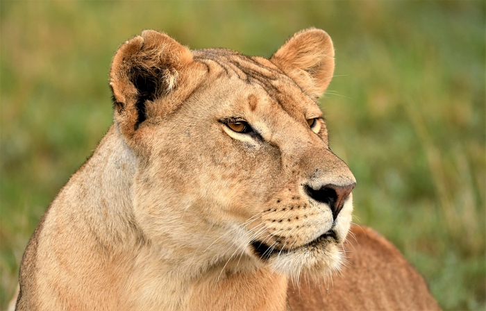 Close-up of a Lioness in Maasai Mara, Kenya