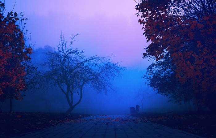 Mysterious Park Path with Autumn Trees in Blue Fog