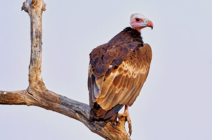 Hooded Vulture perched on a branch in Kafue National Park