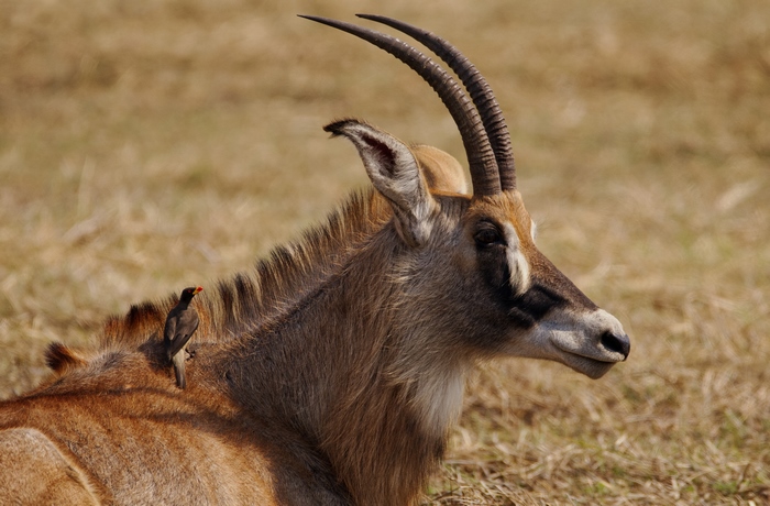 Roan Antelope and Yellow-Billed Oxpecker in Kafue, Zambia
