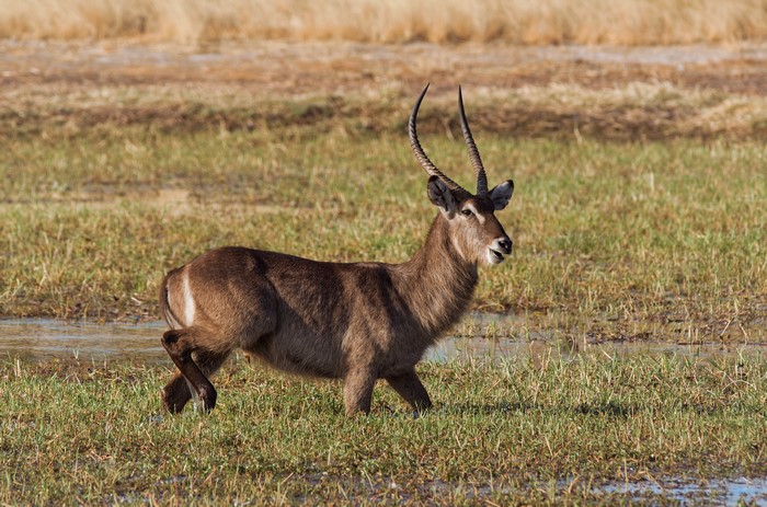 Waterbuck with horns in Hwange National Park, Zimbabwe