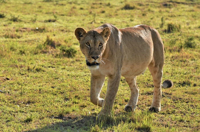 Lioness walking in Maasai Mara, Kenya