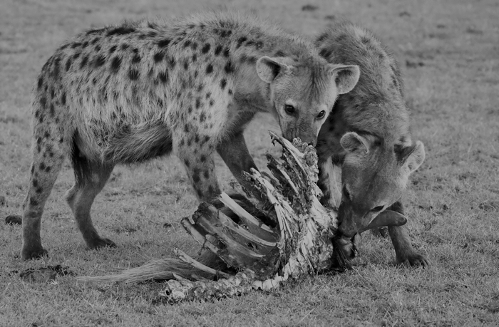 Spotted Hyenas Eating Bones in Maasai Mara