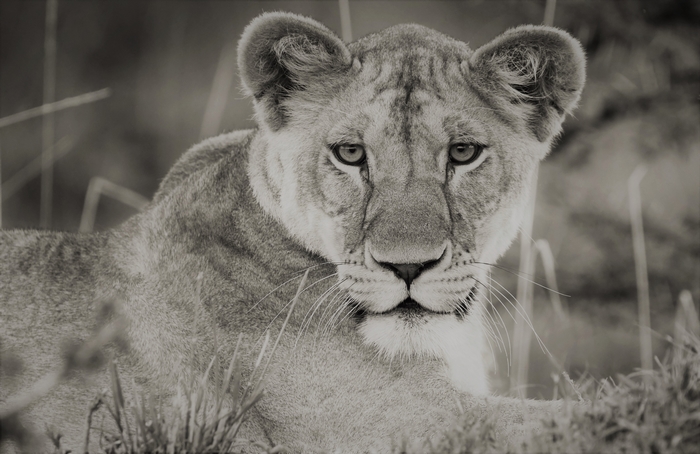 Black and White Lioness Portrait in Maasai Mara