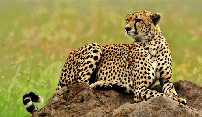 Cheetah resting on rocks in Serengeti, Tanzania