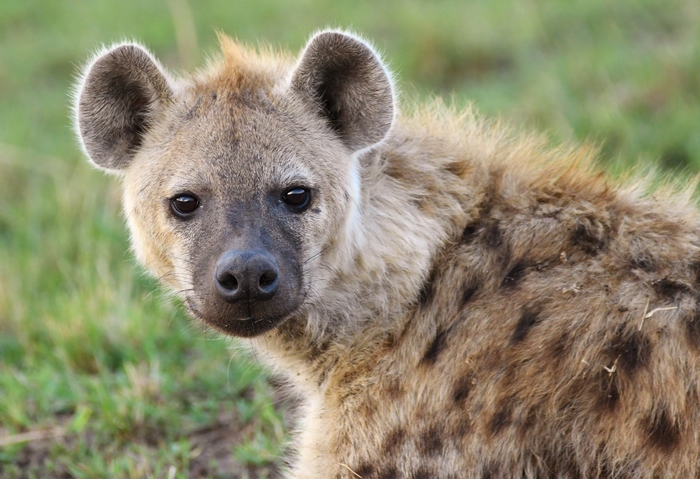 Close-up portrait of a young spotted hyena in Maasai Mara, Kenya