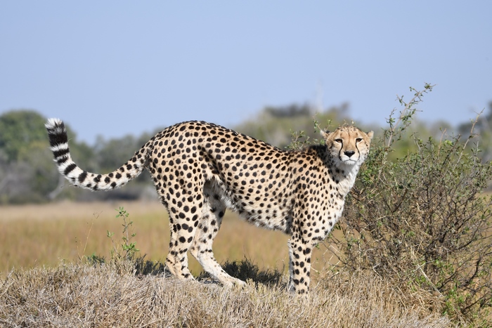 Cheetah in Botswana, Africa