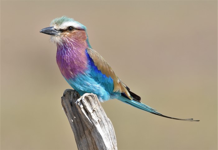 Vibrant Lilac-breasted roller bird perched