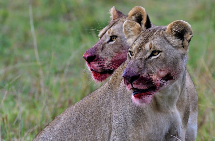 Maasai Mara Lioness Sisters After a Kill