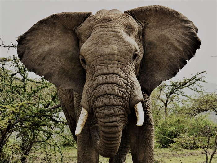 Angry African Elephant Bull in Tanzania
