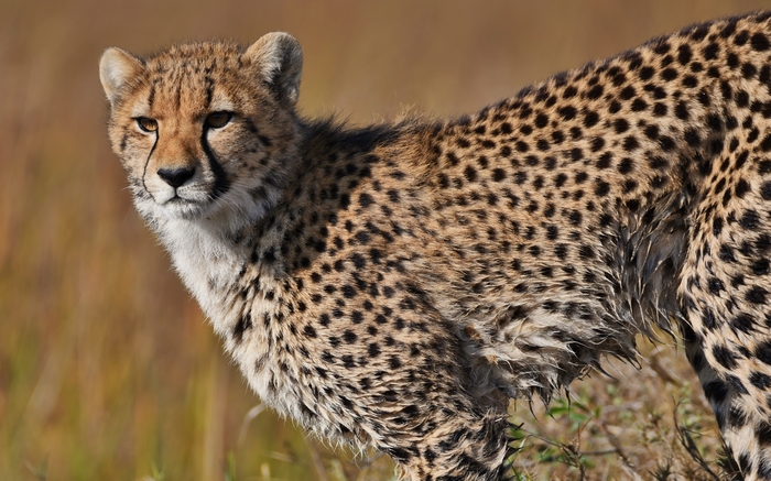 Wet Young Cheetah in Botswana's Okavango Delta