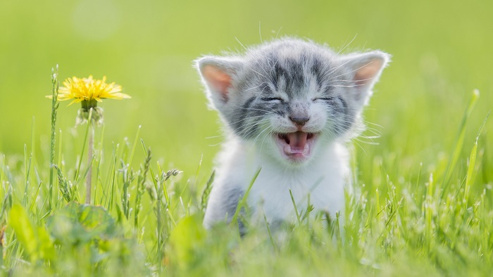 Laughing kitten and dandelion in green grass