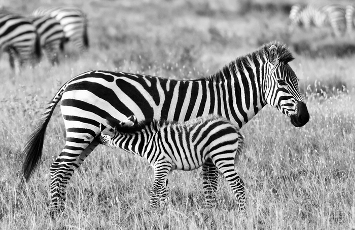 Black and White Zebra Mother and Foal Nursing