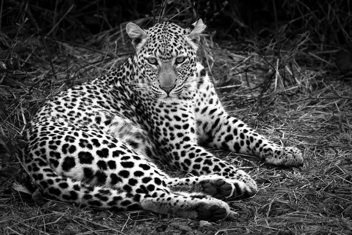 Young female leopard in Zambia, black and white