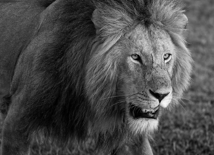 Majestic Lion in Black and White