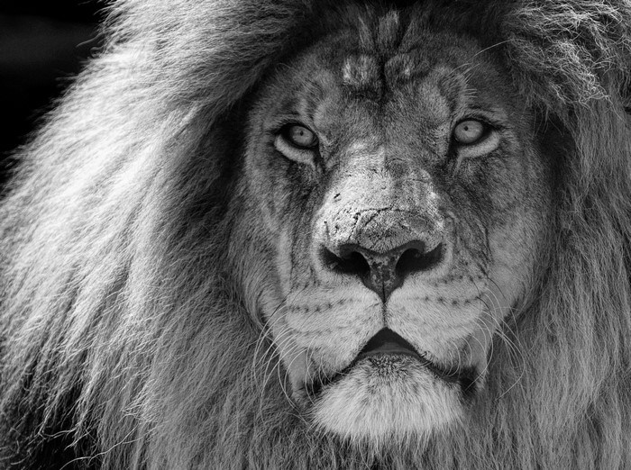 Majestic Male African Lion Black and White Portrait
