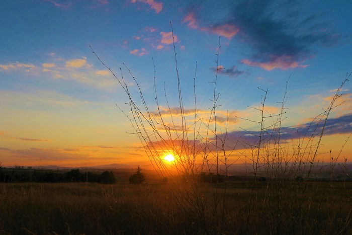 Vibrant Sunset over Nature Field with Silhouetted Branches