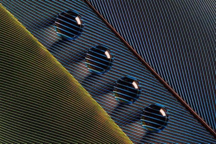Macro Photography of Water Drops on Feather