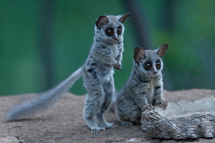 Two Curious Galago Bush Babies in Nature